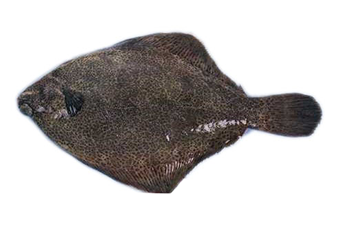 鸦片鱼的营养价值