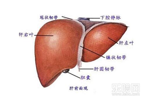 肚子胀拉肚子是什么原因,肚子胀拉稀是怎么回