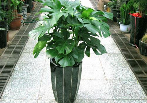 新房子放什么东西吸收甲醛最快,新房子装修后