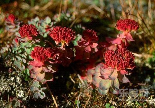 红景天怎么吃效果最好,红景天怎么吃法,红景天