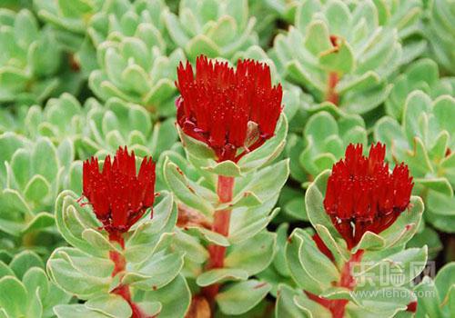 红景天怎么吃效果最好,红景天怎么吃法,红景天