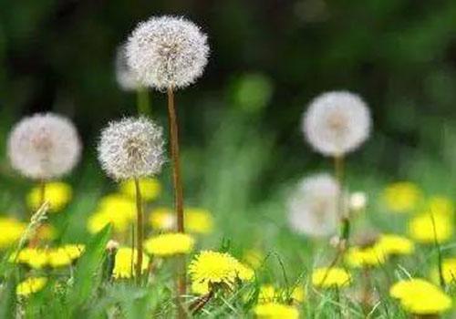 蒲公英茶哪些人不宜喝,什么人不能喝蒲公英茶