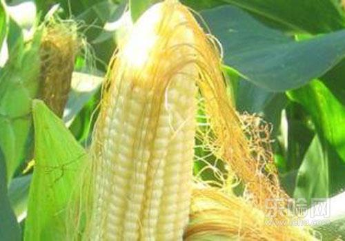 三高人群适合吃什么,三高人群吃什么好-乐哈健