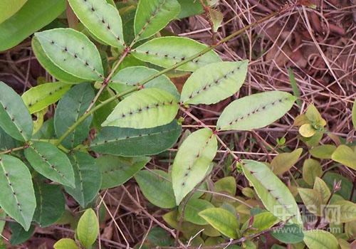两面针的功效与作用及禁忌人群,两面针有什么