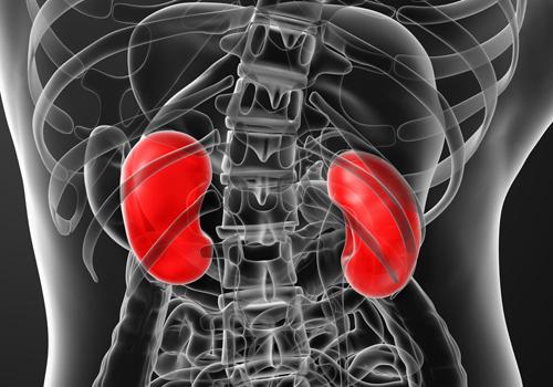尿酸高肾会有问题吗,尿酸高对肾有什么影响-乐
