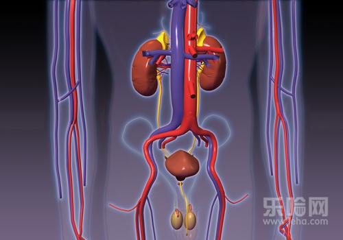 尿酸高肾会有问题吗,尿酸高对肾有什么影响-乐
