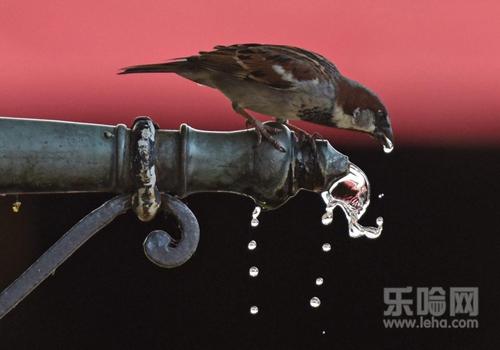 尿酸高放血可以吗,尿酸高刺血拔罐能降下来吗