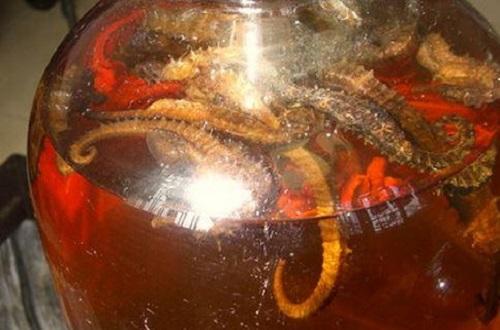 海马和什么泡酒最好,海马泡酒配方大全