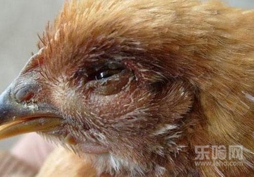 禽流感是什么症状严重吗,禽流感危险吗-乐哈健