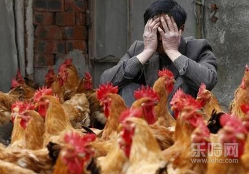 禽流感为什么治不好,禽流感能治好吗-乐哈健康
