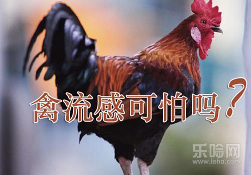 禽流感为什么治不好,禽流感能治好吗-乐哈健康