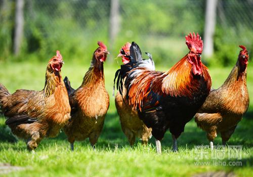 H7N9鸡的症状表现,H7N9禽类症状-乐哈健康网