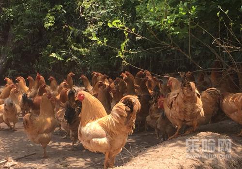 H7N9可以吃鸡吗,H7N9能吃鸡吗,H7N9鸡能吃吗