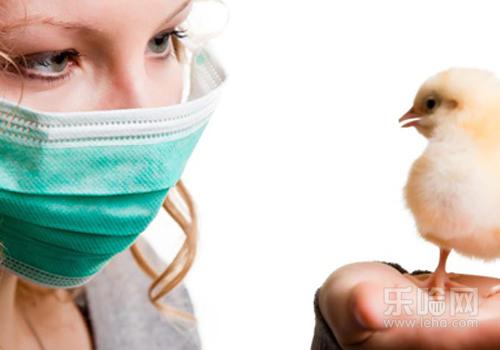 禽流感潜伏期多久,禽流感潜伏期几天-乐哈健康