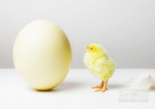 禽流感潜伏期多久,禽流感潜伏期几天-乐哈健康