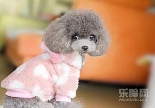 女生为什么不能养泰迪,女人不能养泰迪的原因