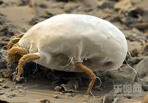 女生为什么不能养泰迪,女人不能养泰迪的原因