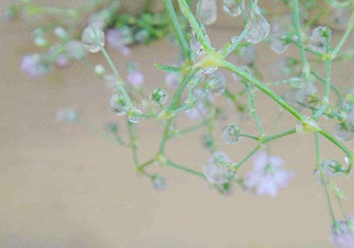 2018年雨水是几月几号,节气气候怎么样