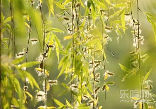 柳絮过敏的症状,柳絮过敏怎么办-乐哈健康网