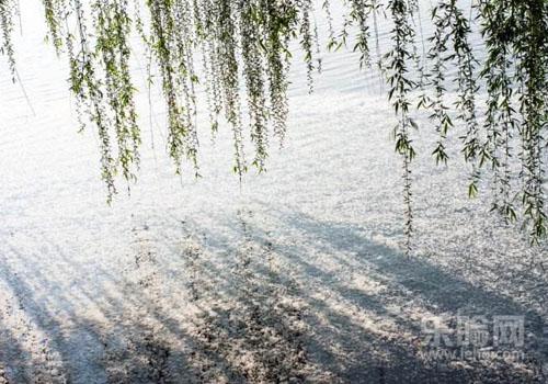 柳絮过敏的症状,柳絮过敏怎么办-乐哈健康网