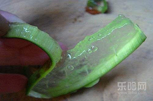 芦荟过敏的症状,脸上过敏能擦芦荟胶吗-乐哈健