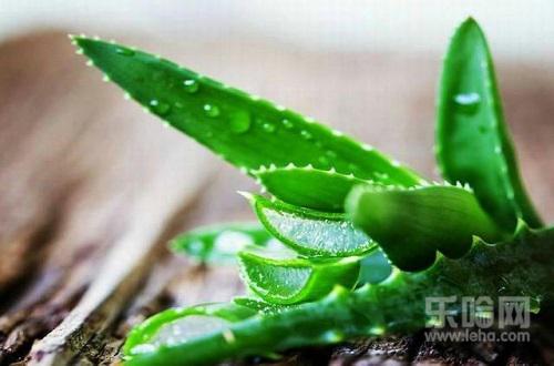 芦荟涂在脸上要洗吗,芦荟涂脸多久洗掉最好-乐