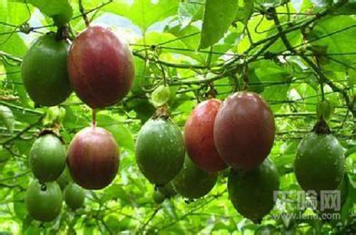 百香果青色的能放熟吗,青色百香果能吃吗-乐哈