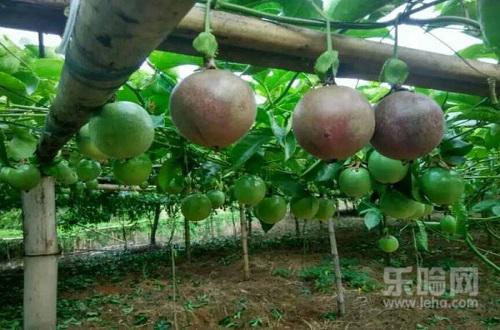 百香果青色的能放熟吗,青色百香果能吃吗-乐哈