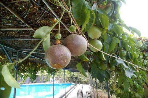 百香果青色的能放熟吗,青色百香果能吃吗-乐哈