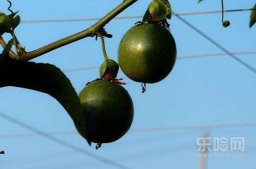 百香果青色的能放熟吗,青色百香果能吃吗-乐哈