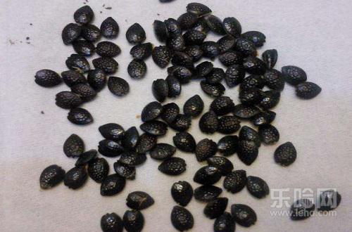 吃百香果要吐籽吗 百香果籽不嚼能消化吗-乐哈