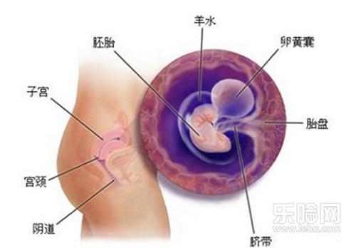 怀孕一个月胎儿有心跳吗,怀孕一个月胎儿发育
