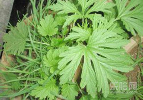 能吃的野菜有哪些,孕妇可以吃蒲公英野菜吗-乐