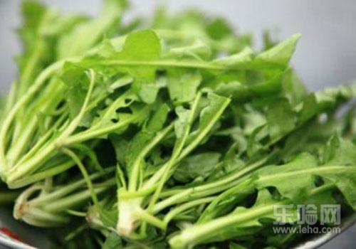 能吃的野菜有哪些,孕妇可以吃蒲公英野菜吗-乐