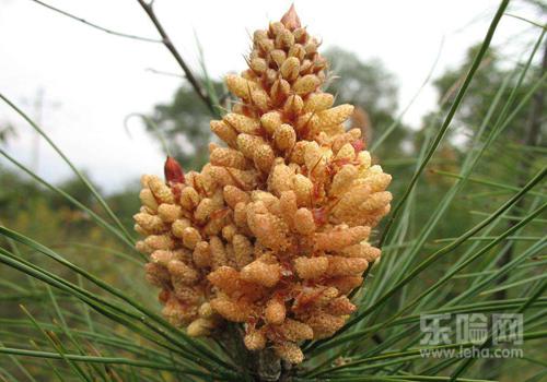 花粉过敏能吃松花粉吗,松花粉会过敏吗-乐哈健