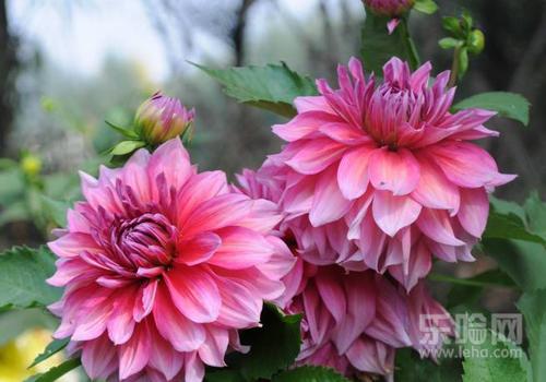 花粉过敏会遗传吗,花粉过敏是天生的吗-乐哈健