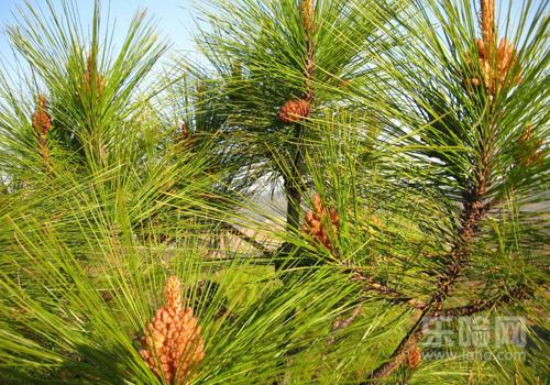 花粉过敏能吃松花粉吗,松花粉会过敏吗-乐哈健