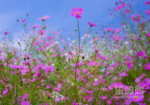 花粉过敏会遗传吗,花粉过敏是天生的吗-乐哈健