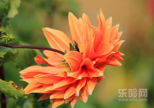 花粉过敏会遗传吗,花粉过敏是天生的吗-乐哈健