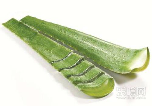 皮肤过敏抹芦荟胶可以吗,皮肤过敏可以用芦荟