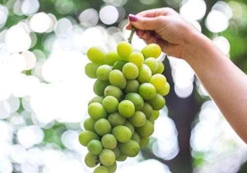 晴王葡萄为什么这么贵