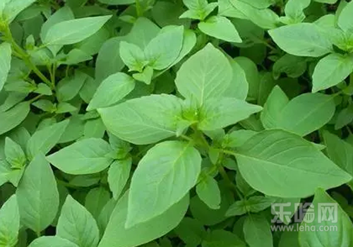 孕妇风寒感冒喝什么粥,怀孕风寒感冒喝什么粥