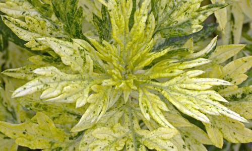 多囊卵巢可以用艾叶泡脚吗