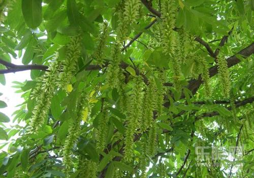 清凉油能治痔疮吗,清凉油可以治痔疮吗-乐哈健