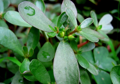 荨麻疹可以用生姜擦吗