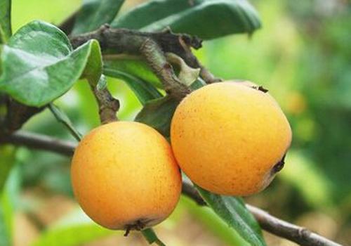 枇杷叶蜂蜜煮水的做法