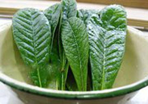 枇杷叶蜂蜜水能止咳吗