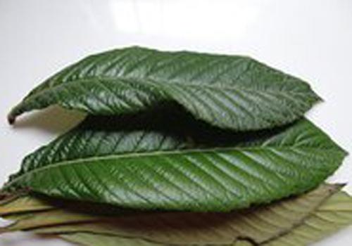 枇杷叶蜂蜜水能止咳吗