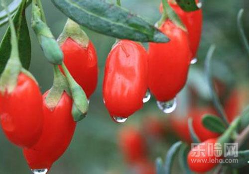 枸杞子泡水一次多少粒,枸杞子泡水放几粒-乐哈