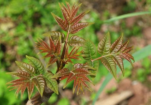 两岁宝宝可以吃香椿吗